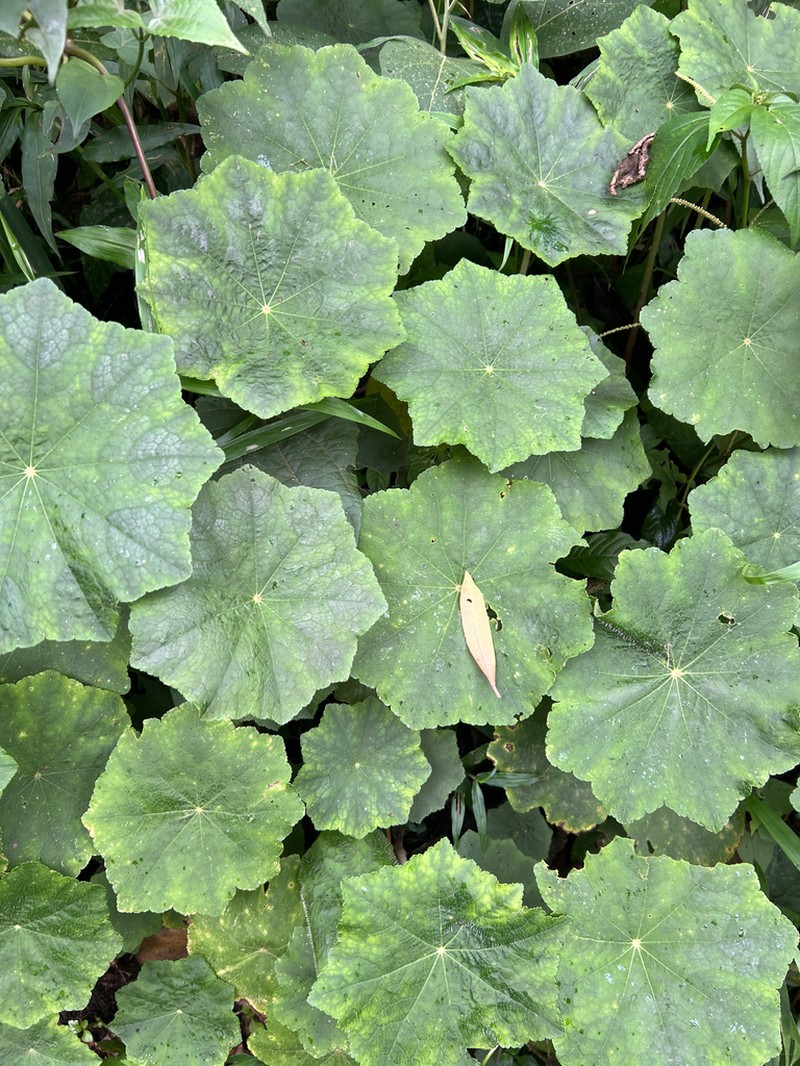 Hydrocotyle barbarossa photo 2
