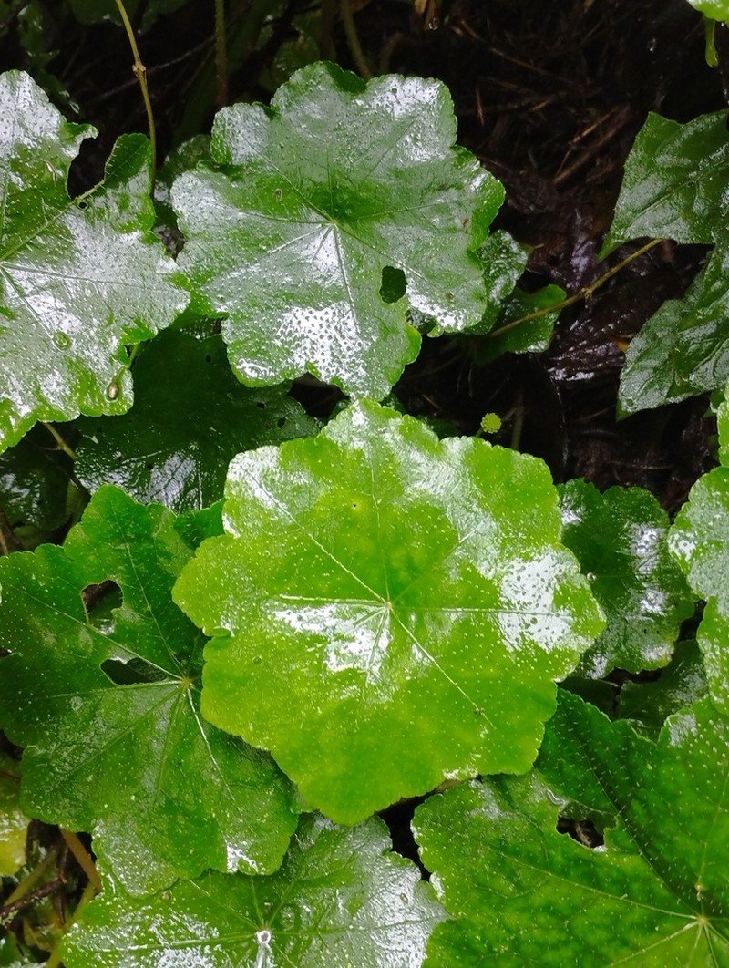 Hydrocotyle barbarossa photo 3