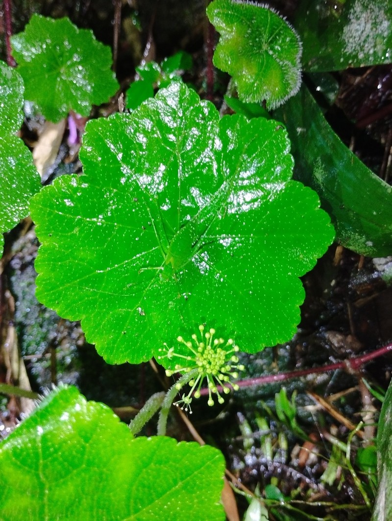 Hydrocotyle barbarossa photo 4