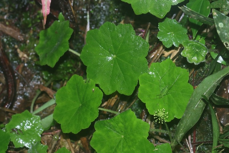 Hydrocotyle barbarossa photo 5