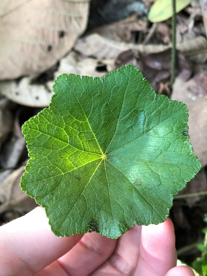 Hydrocotyle barbarossa photo 6