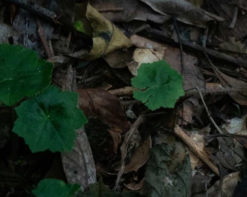 Hydrocotyle barbarossa photo 7