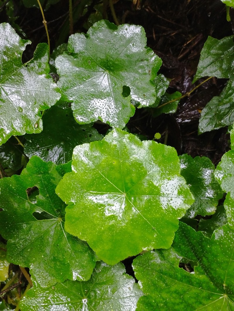 Hydrocotyle barbarossa photo 8