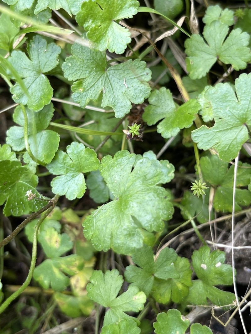 Hydrocotyle benguetensis photo 2