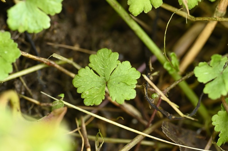 Hydrocotyle benguetensis photo 3