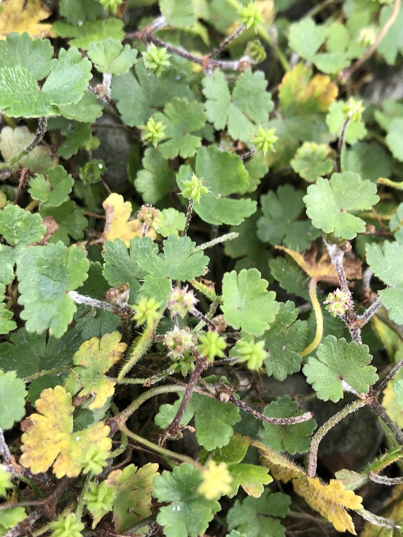 Hydrocotyle benguetensis photo 4