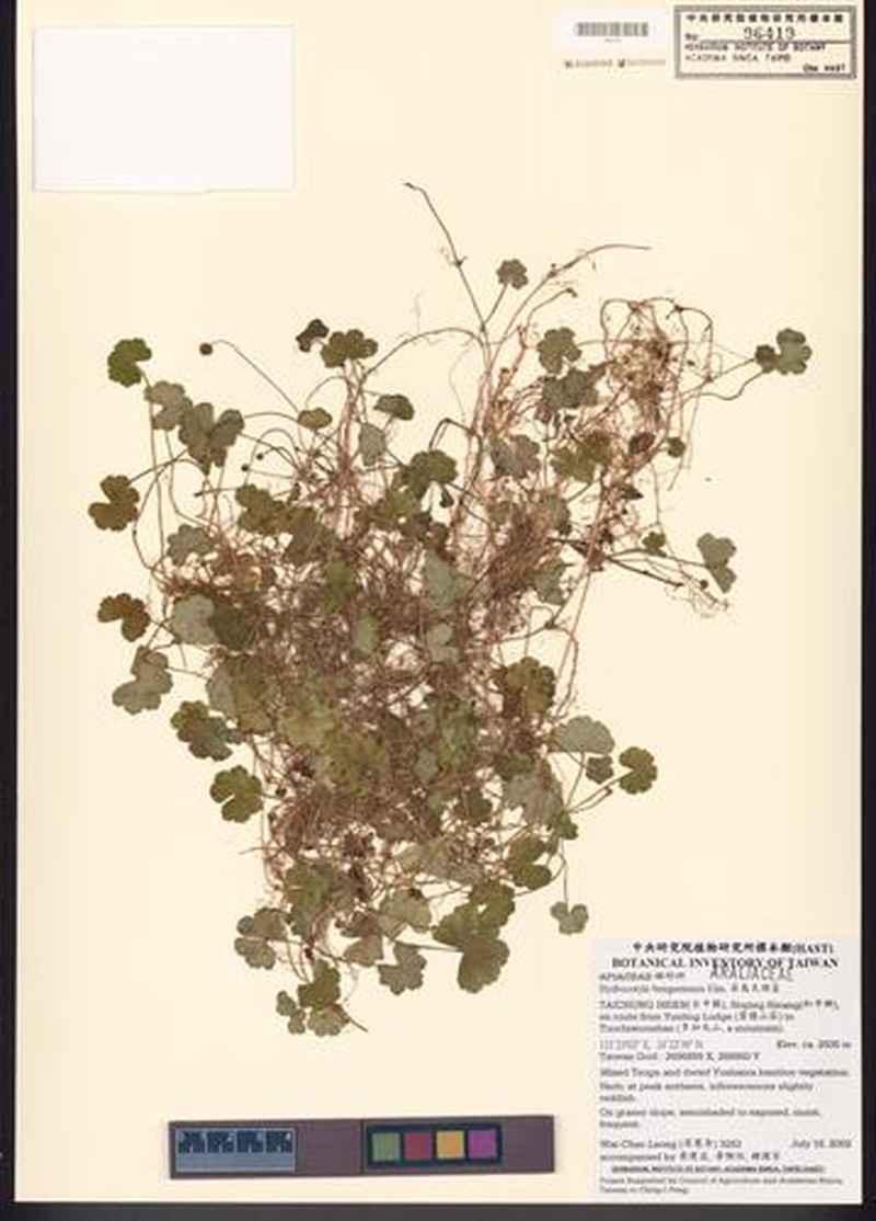 Hydrocotyle benguetensis photo 5