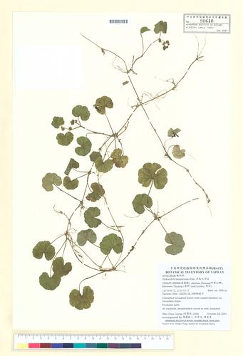 Hydrocotyle benguetensis photo 6