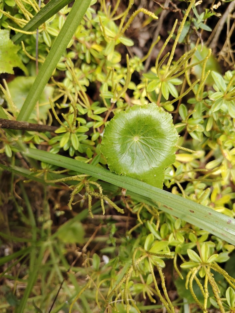 Hydrocotyle boliviana photo 3