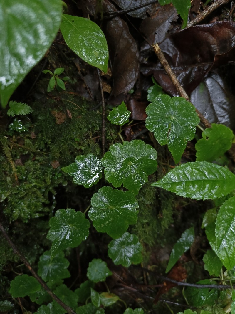 Hydrocotyle boliviana