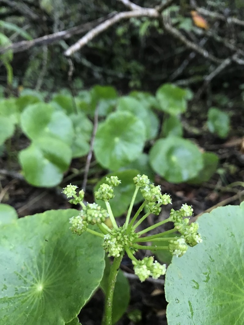 Largeleaf Pennywort
