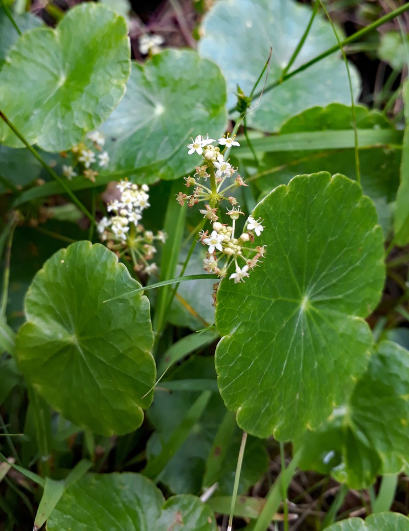 Largeleaf Pennywort photo 2