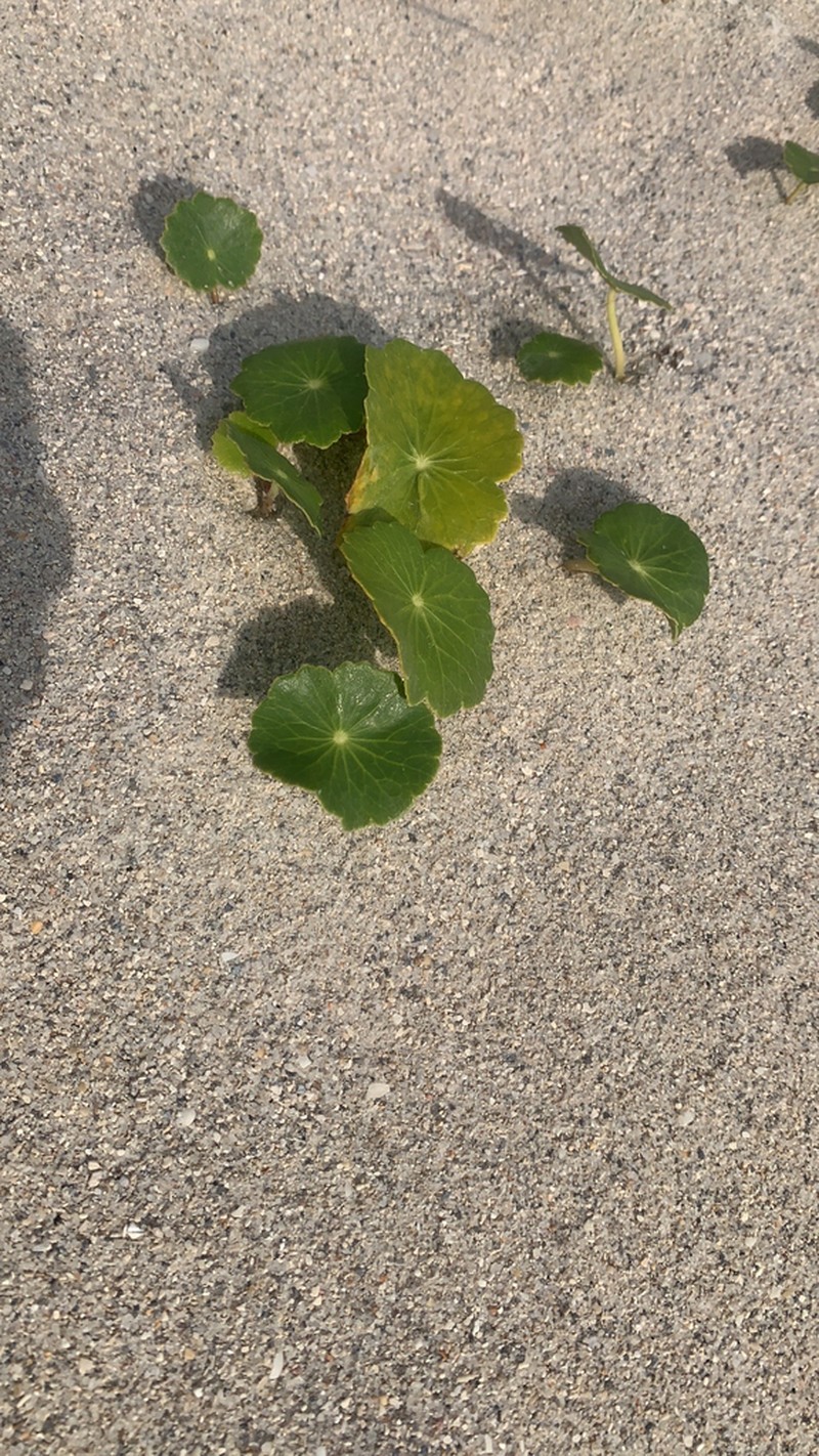 Largeleaf Pennywort photo 3