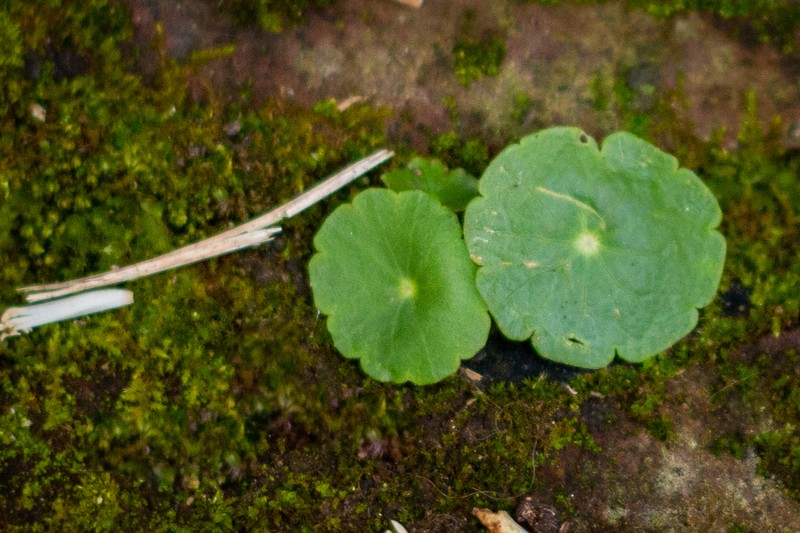 Largeleaf Pennywort photo 4