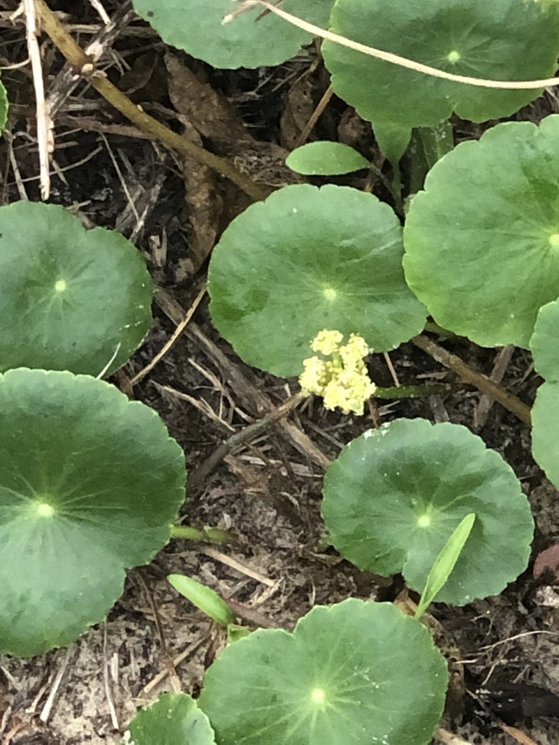 Largeleaf Pennywort photo 5