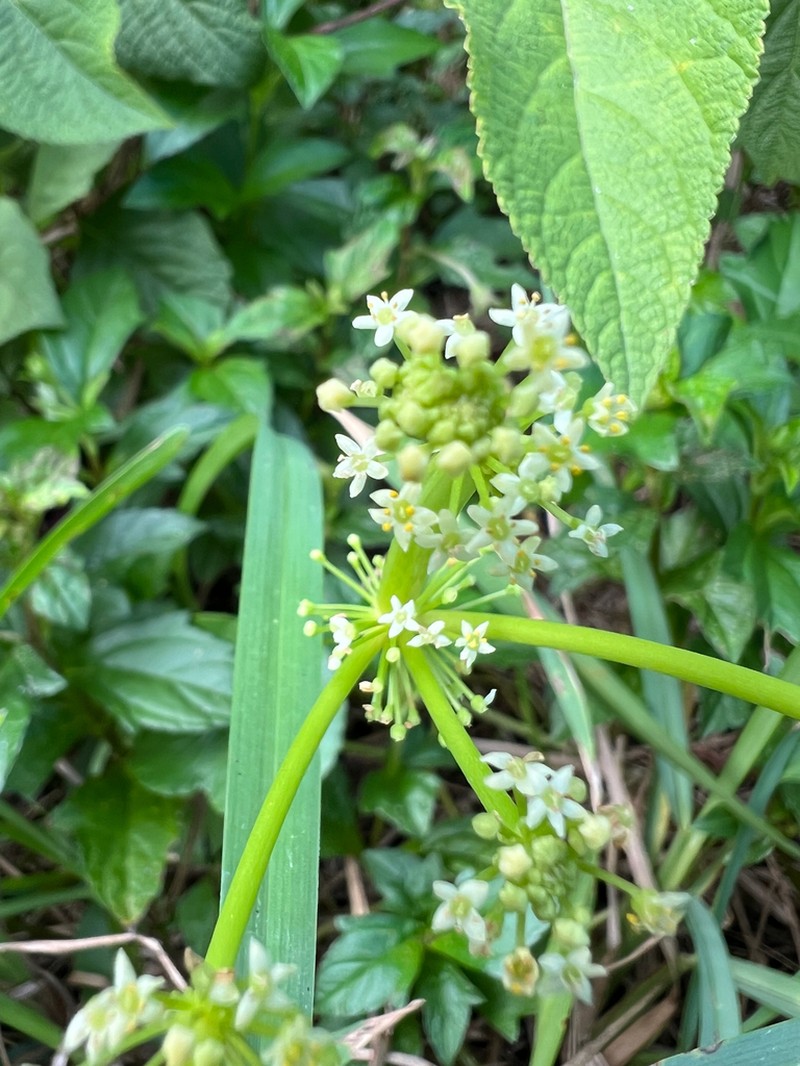 Largeleaf Pennywort photo 6