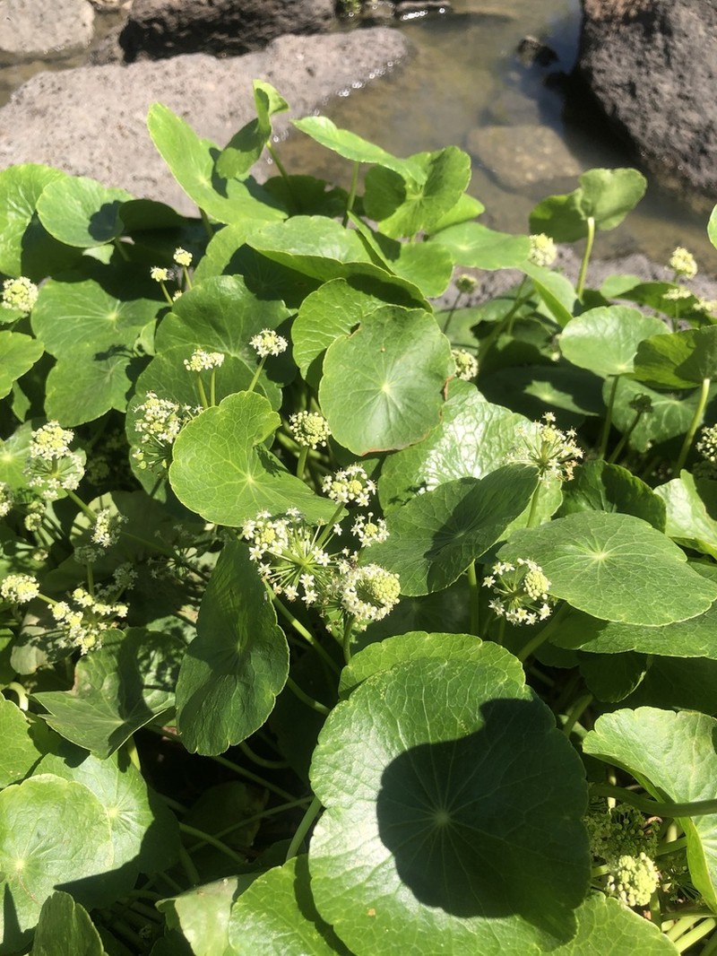 Largeleaf Pennywort photo 7