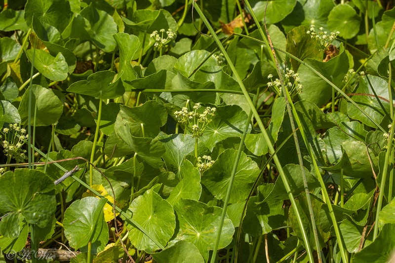 Largeleaf Pennywort photo 8