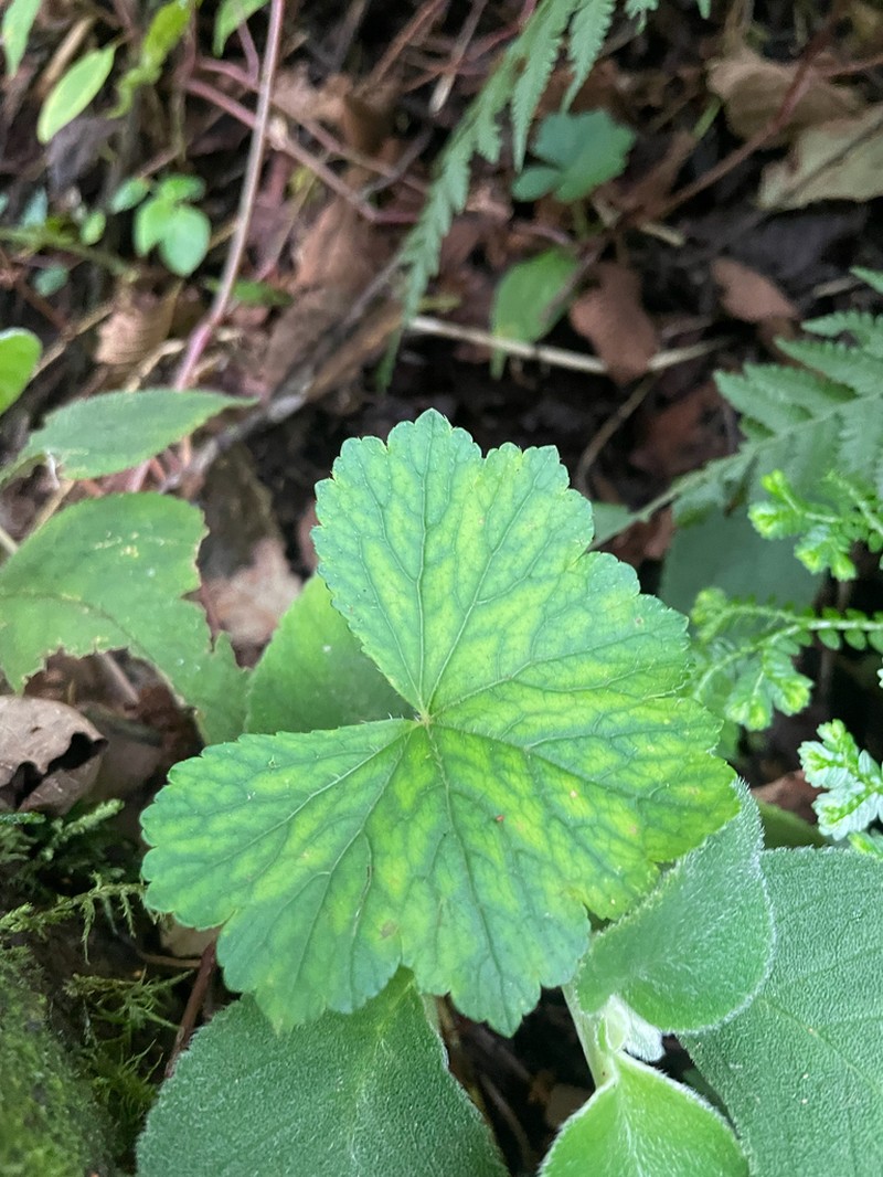 Hydrocotyle bonplandii