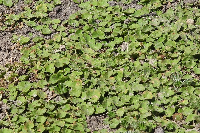 Hydrocotyle bonplandii photo 2