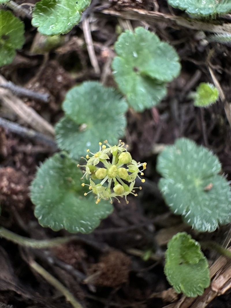 Hydrocotyle bonplandii photo 3