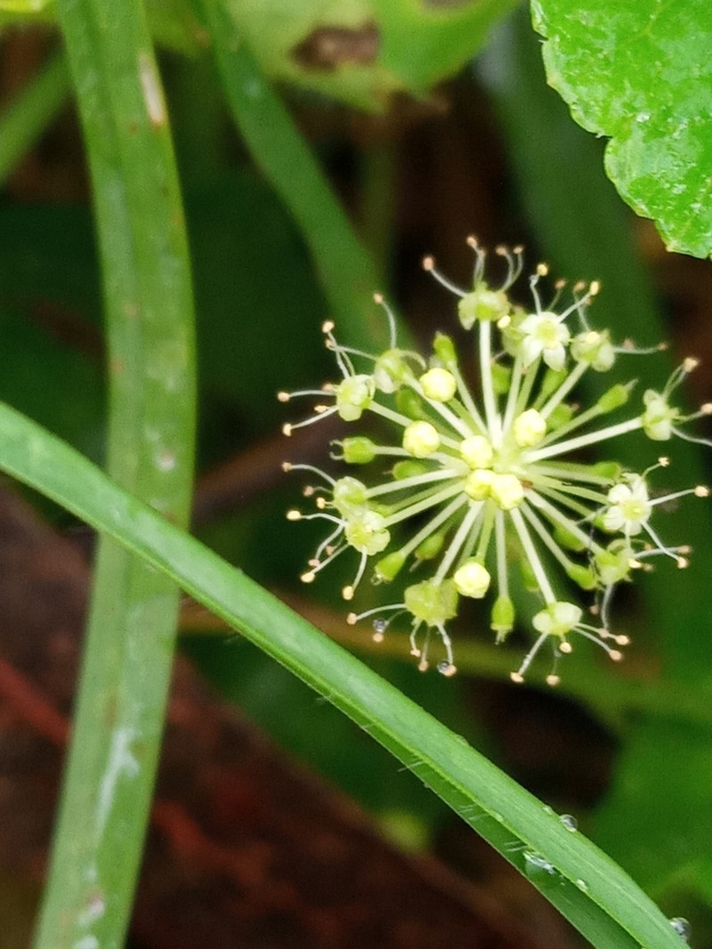 Hydrocotyle bonplandii photo 4