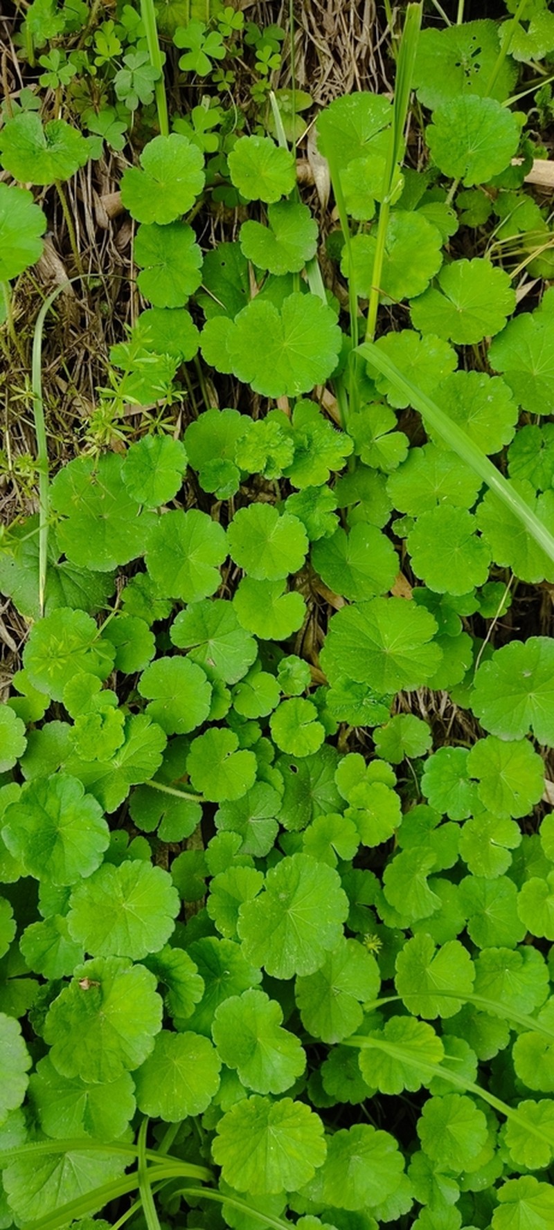 Hydrocotyle bonplandii photo 5