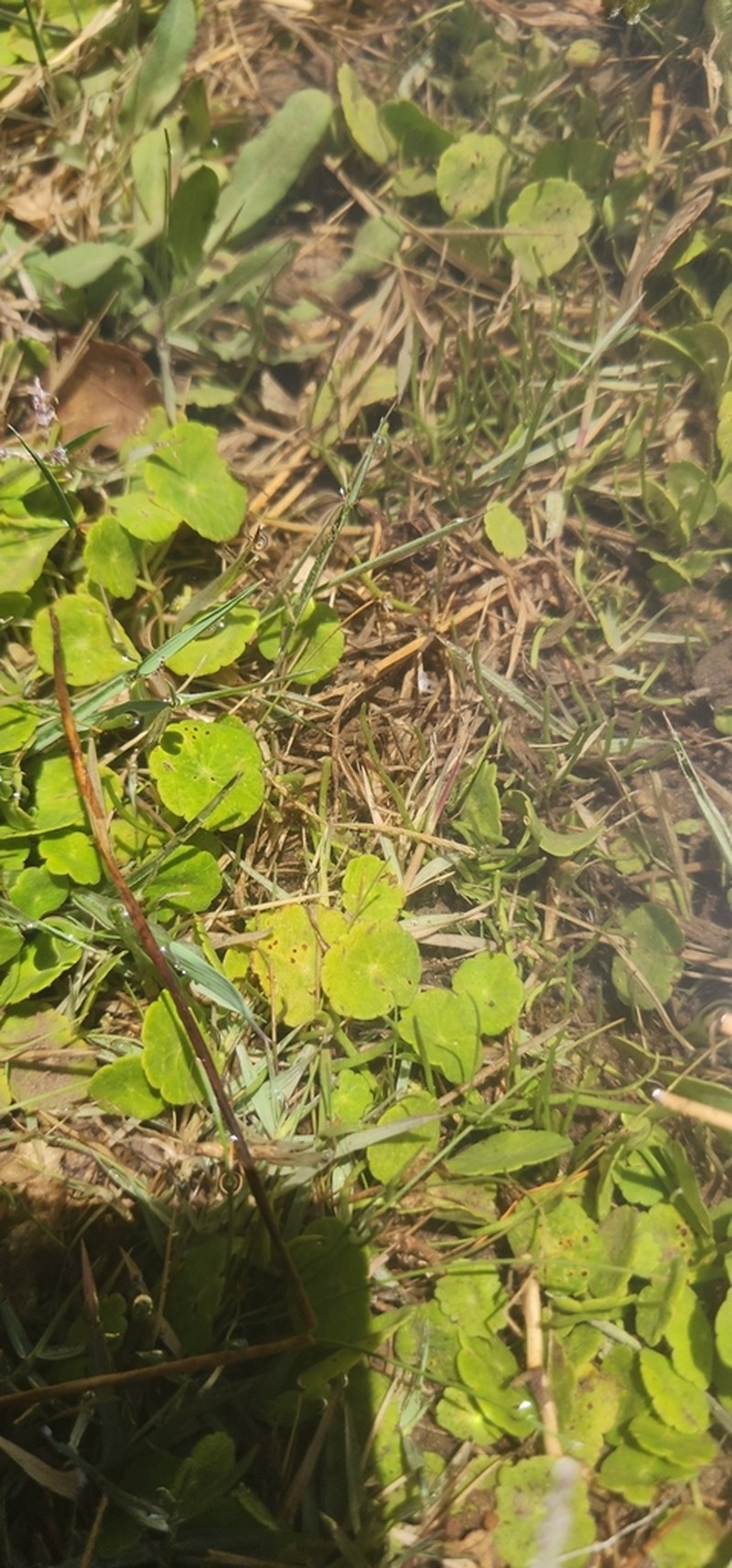 Hydrocotyle bonplandii photo 6