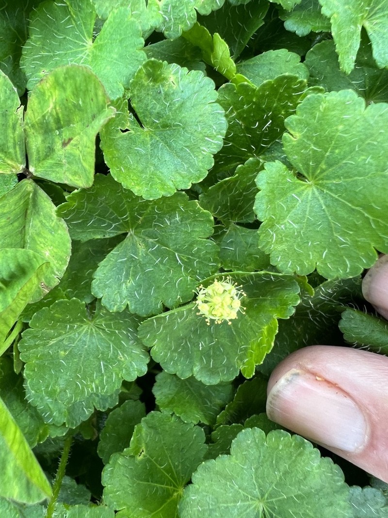Hydrocotyle bonplandii photo 7