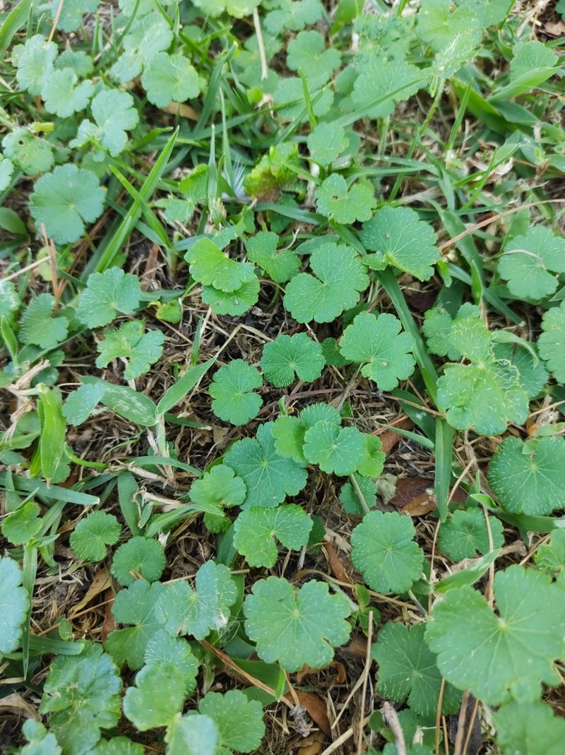 Hydrocotyle bonplandii photo 8