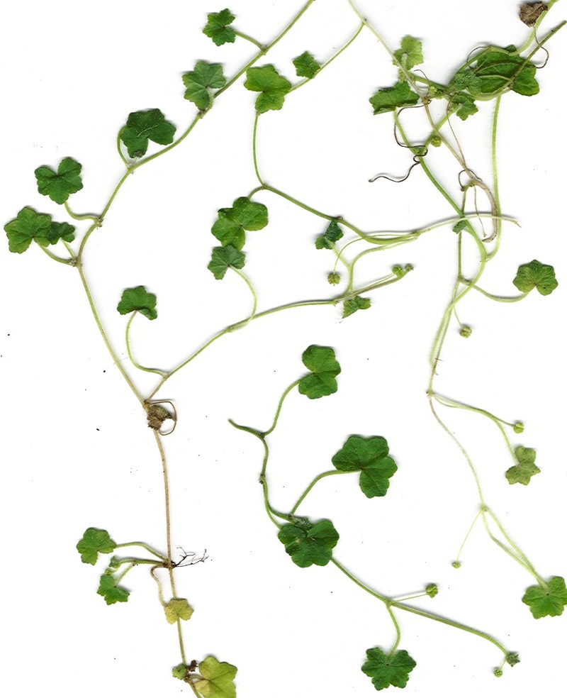 Largeleaf Marshpennywort photo 3