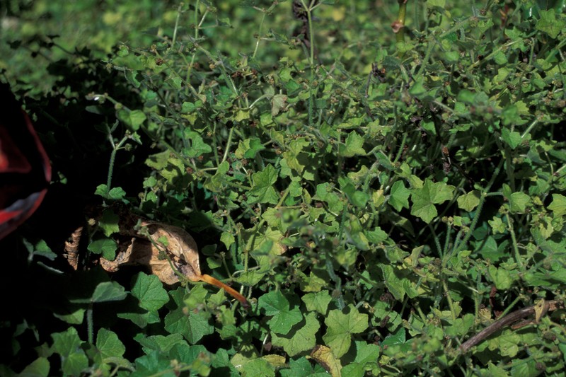 Largeleaf Marshpennywort photo 4