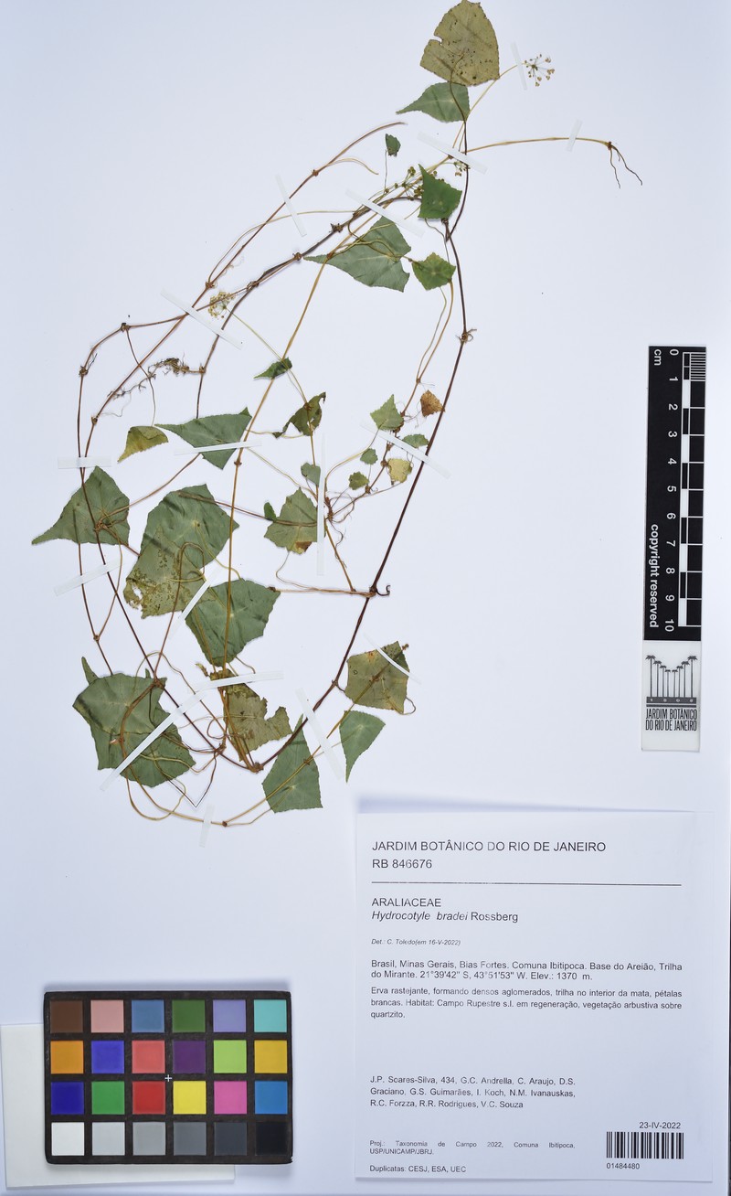 Hydrocotyle bradei