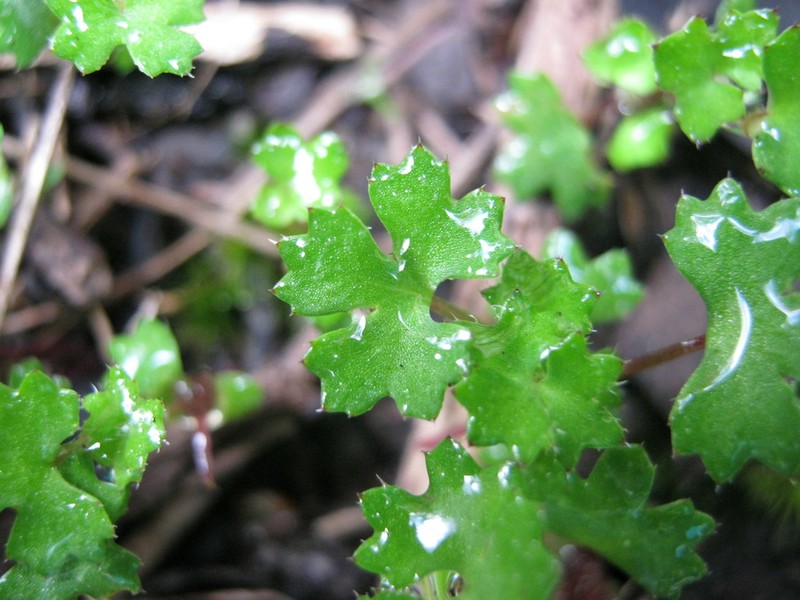 Hydrocotyle callicarpa photo 2