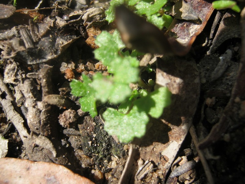 Hydrocotyle callicarpa photo 3