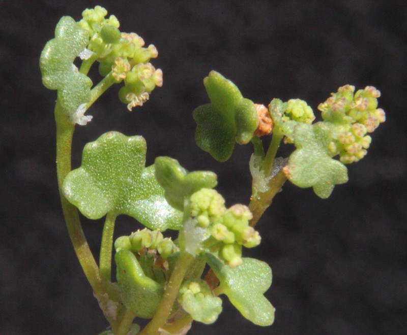 Hydrocotyle callicarpa photo 4