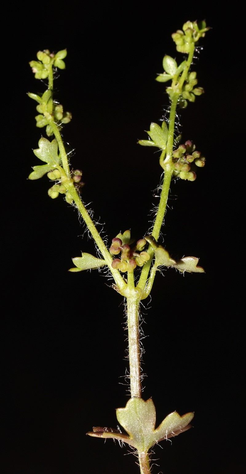 Hydrocotyle callicarpa photo 6