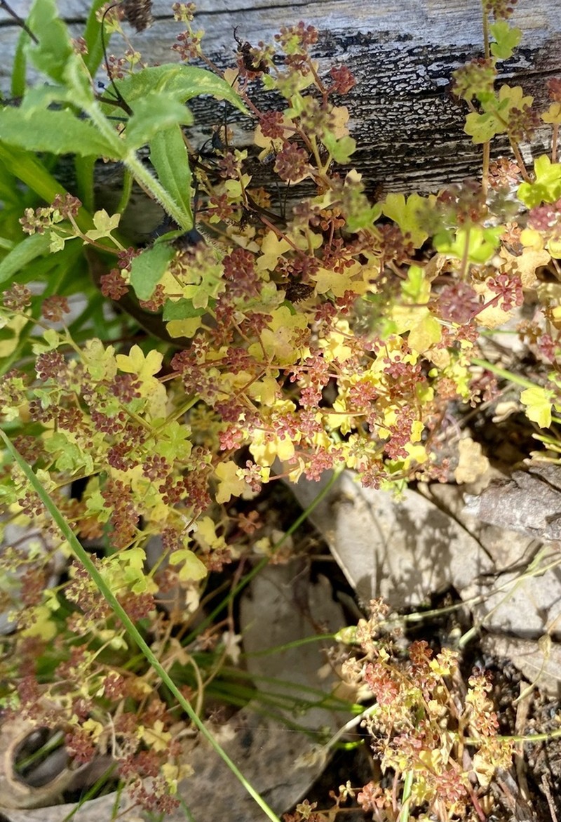 Hydrocotyle callicarpa photo 7