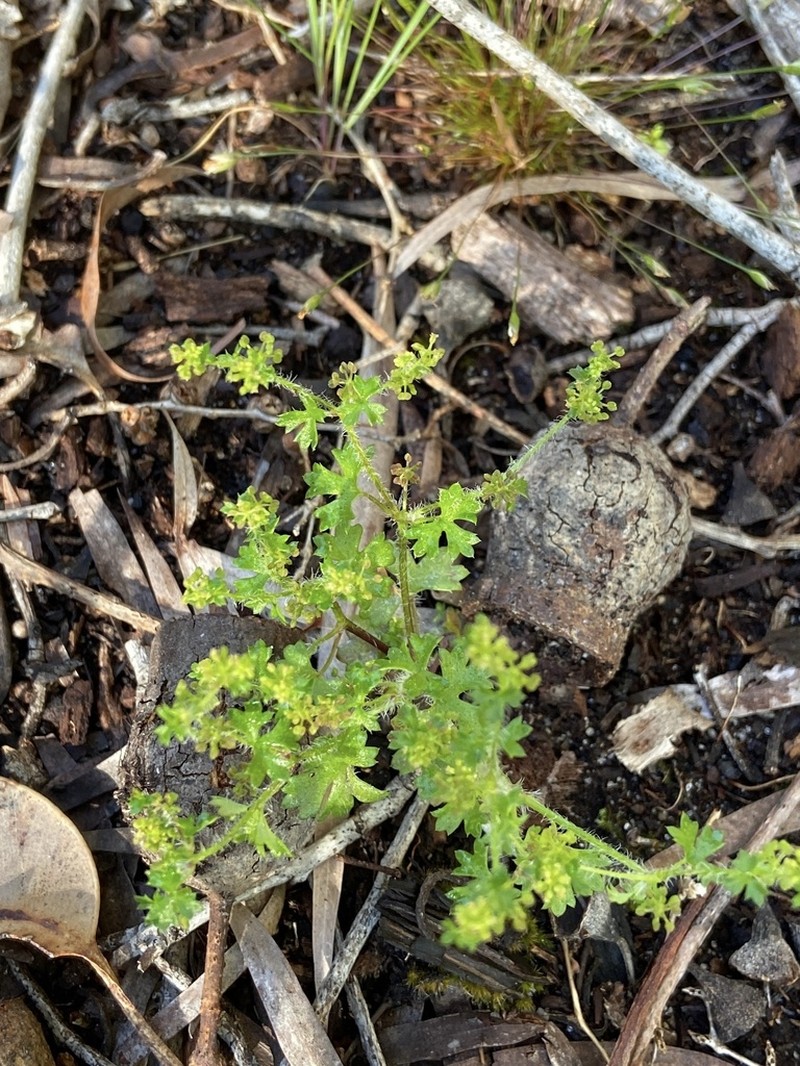 Hydrocotyle callicarpa photo 8