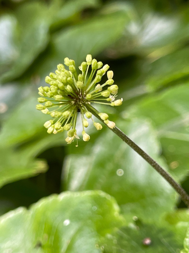 Hydrocotyle callicephala