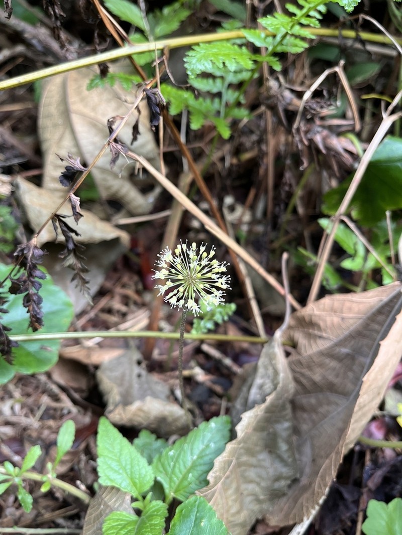 Hydrocotyle callicephala photo 2