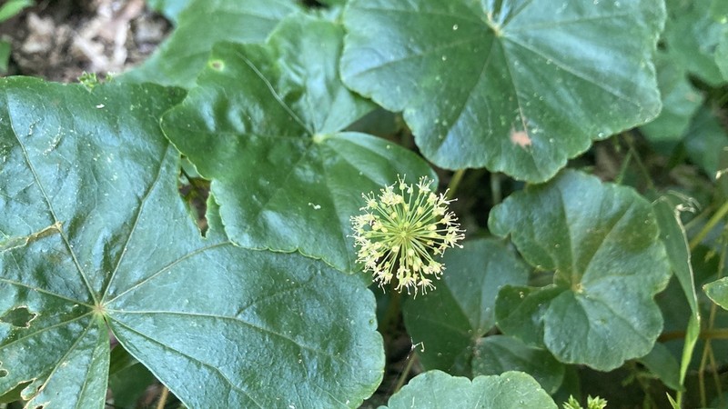 Hydrocotyle callicephala photo 3