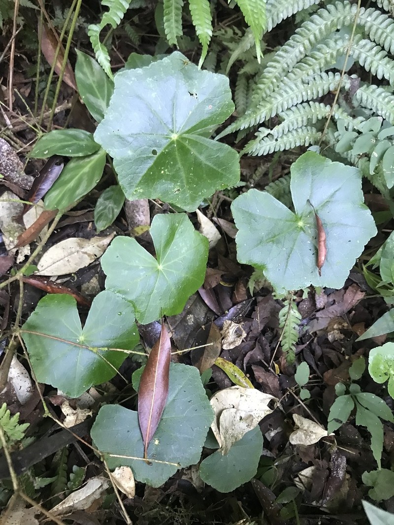 Hydrocotyle callicephala photo 4
