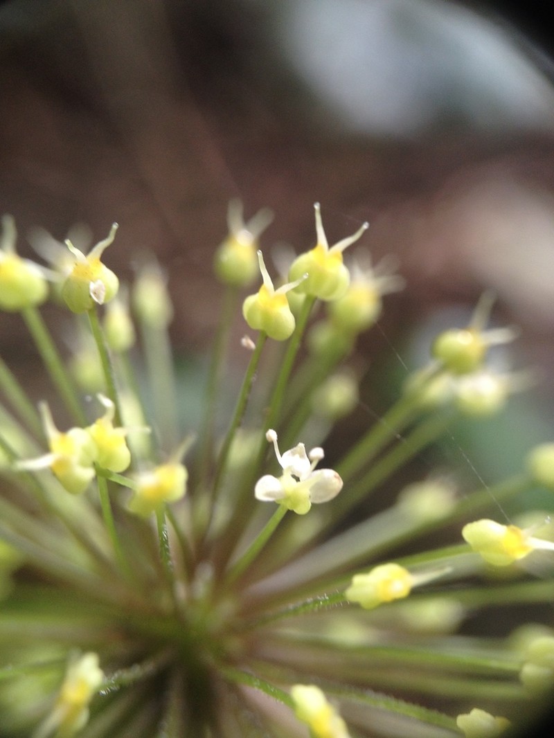 Hydrocotyle callicephala photo 5