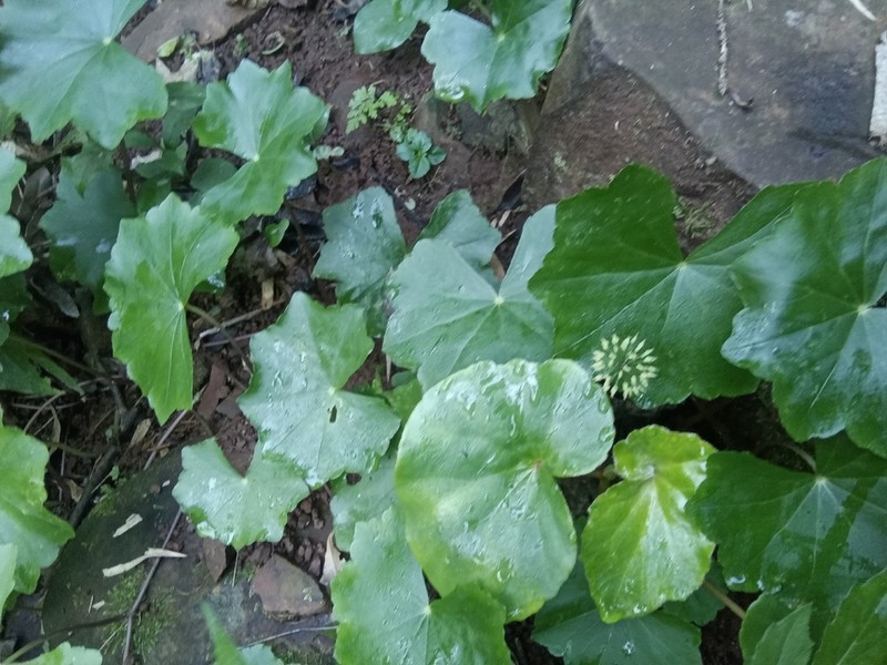 Hydrocotyle callicephala photo 6