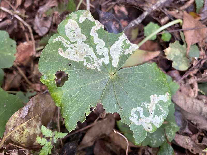 Hydrocotyle callicephala photo 7