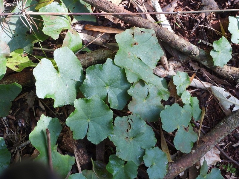 Hydrocotyle callicephala photo 8
