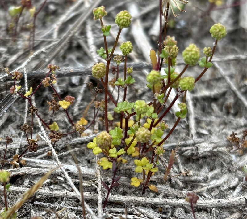 Hydrocotyle capillaris photo 2