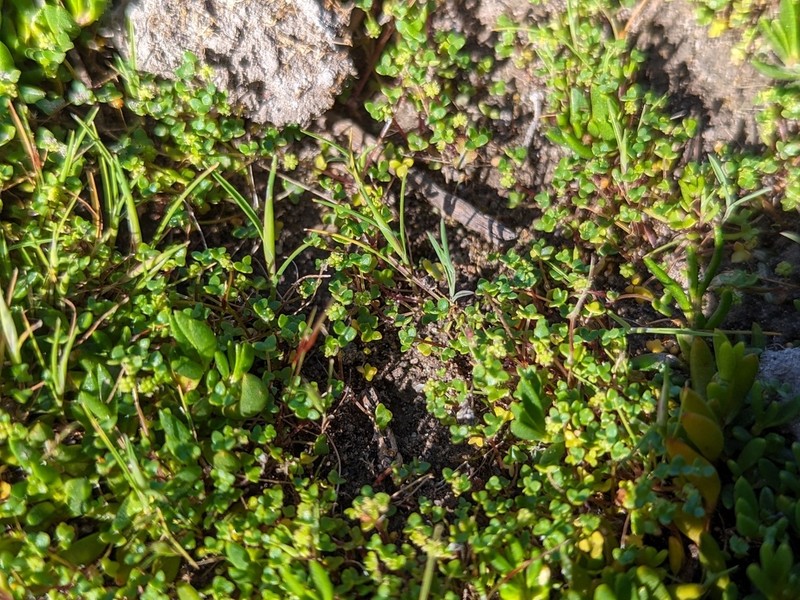 Hydrocotyle capillaris photo 3