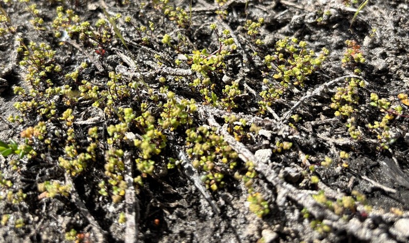 Hydrocotyle capillaris photo 4